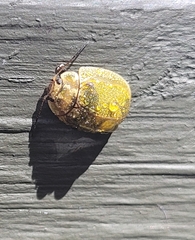 Paropsisterna m-fuscum