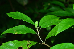 Ficus formosana