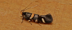 Macrobathra alternatella