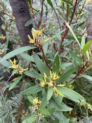 Persoonia confertiflora