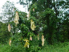 Maniltoa browneoides