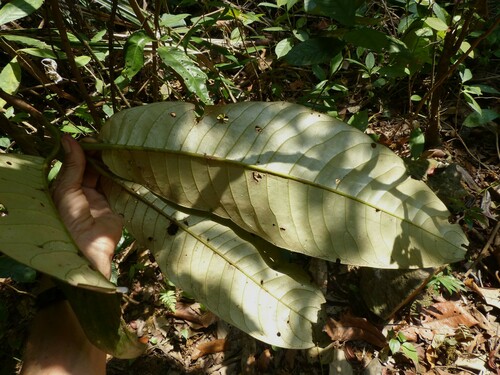 Myristica fatua observed 2013-03-16