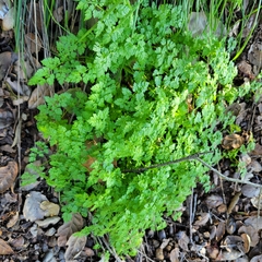 Anthriscus caucalis