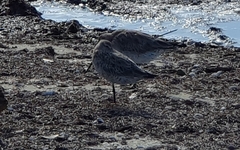 Limosa lapponica baueri