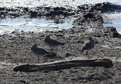 Limosa lapponica baueri