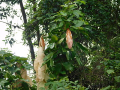 Maniltoa browneoides