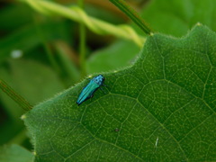 Agrilus acutus