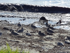 Limosa lapponica baueri