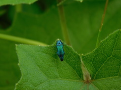 Agrilus acutus