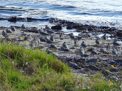 Limosa lapponica baueri