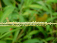 Paspalum conjugatum