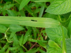 Paspalum conjugatum