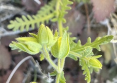 Emmenanthe penduliflora