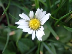 Bellis perennis