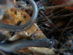 Batrachoseps gavilanensis