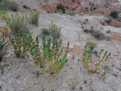 Astragalus asclepiadoides