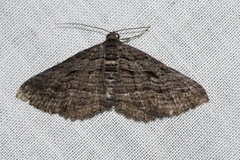 Chrysolarentia severata