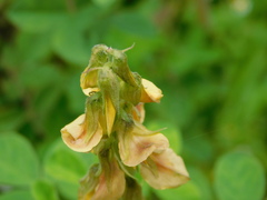 Crotalaria calycina