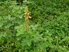 Crotalaria calycina