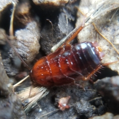 Parcoblatta americana