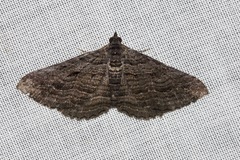 Chrysolarentia severata