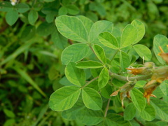 Crotalaria calycina