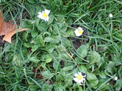 Bellis perennis
