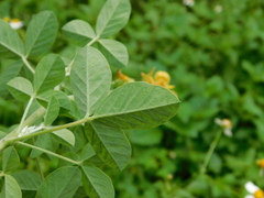 Crotalaria calycina