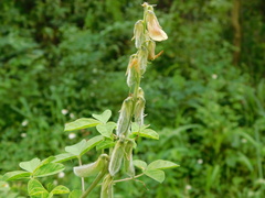 Crotalaria calycina