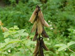 Crotalaria calycina