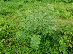 Indigofera suffruticosa