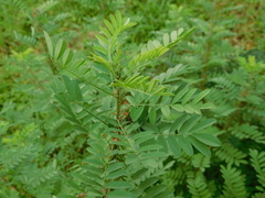 Indigofera suffruticosa