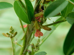 Indigofera suffruticosa
