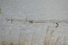 Poliocephalus poliocephalus