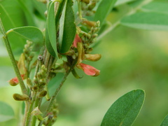 Indigofera suffruticosa