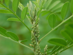 Indigofera suffruticosa