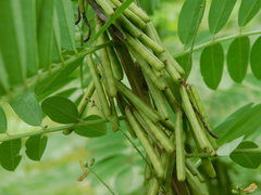 Indigofera suffruticosa