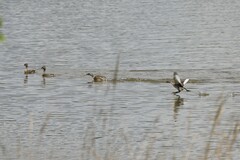 Poliocephalus poliocephalus