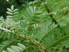 Indigofera suffruticosa