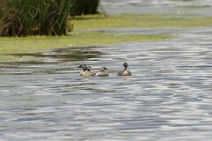 Poliocephalus poliocephalus