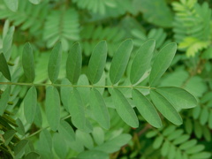 Indigofera suffruticosa
