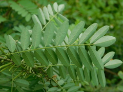 Indigofera suffruticosa