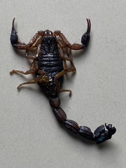 Centruroides edwardsii