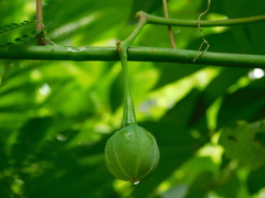 Manihot carthagenensis