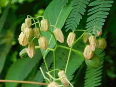 Manihot carthagenensis