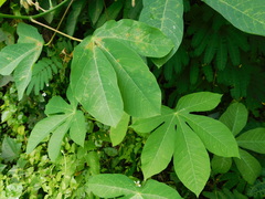 Manihot carthagenensis