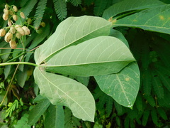 Manihot carthagenensis