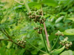 Manihot carthagenensis