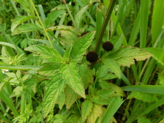 Hyptis capitata