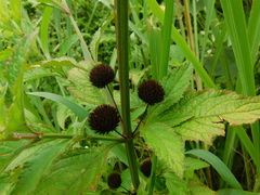 Hyptis capitata